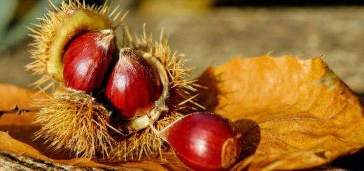 Marmellata castagne