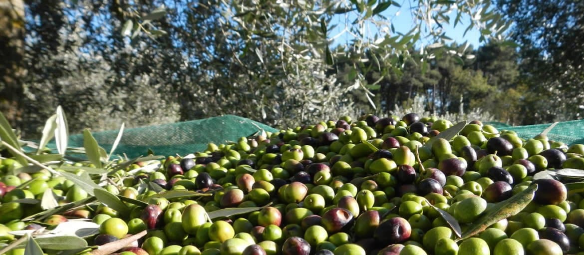 Raccolta dell'oliva e i metodi usati Cose del Posto